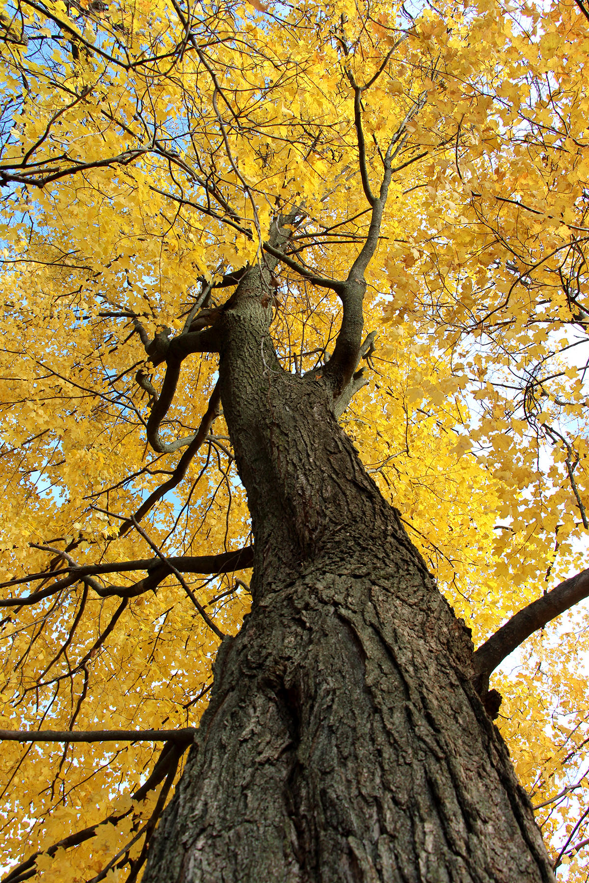 Autumn yellow tree 2018