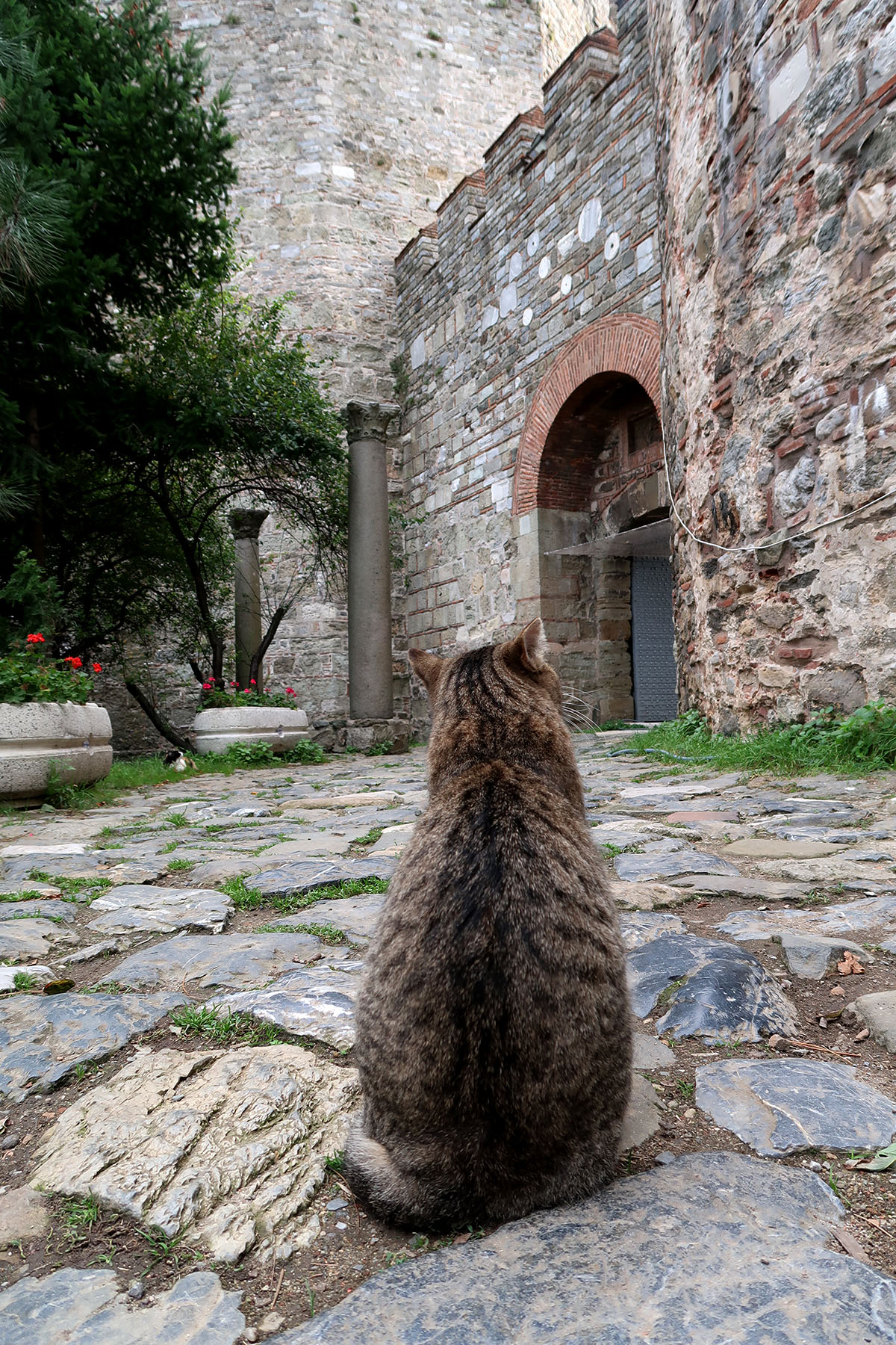 Cat in Istanbul fort 2019