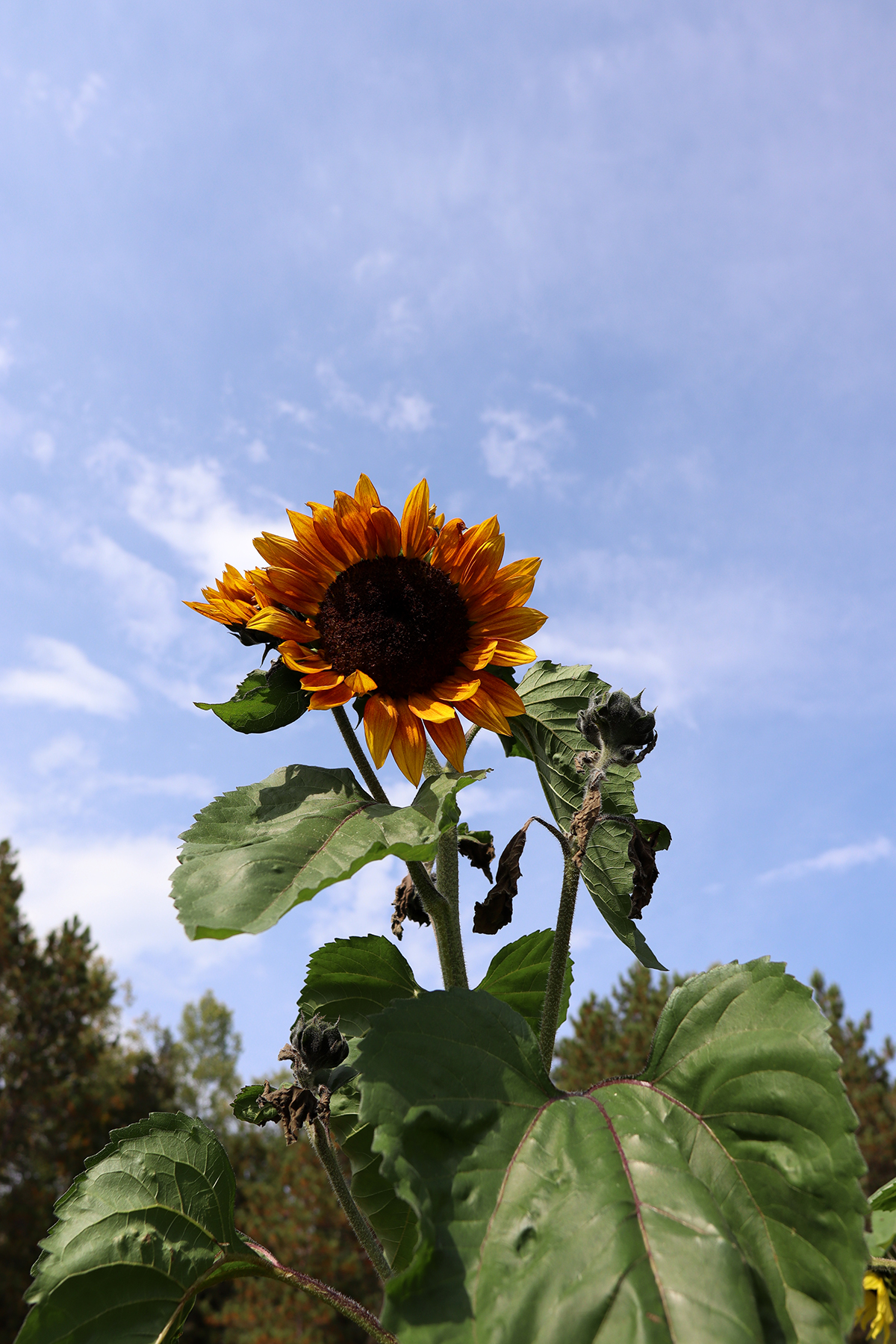 Sunflower 2021